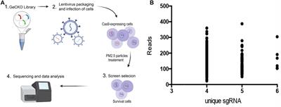 CRISPR/Cas9-Mediated Whole Genomic Wide Knockout Screening Identifies Specific Genes Associated With PM2.5-Induced Mineral Absorption in Liver Toxicity